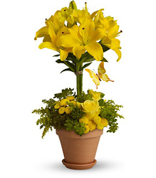 Yellow Fellow from Backstage Florist in Richardson, Texas